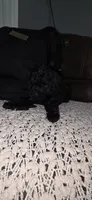 Midnight , a female Poodle - Miniature  for sale in San Antonio, TX – 6 of 9