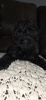 Midnight , a female Poodle - Miniature  for sale in San Antonio, TX – 7 of 9