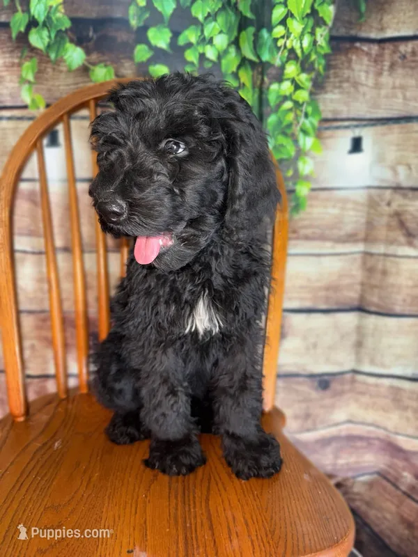 Louie – Sheepadoodle puppy for sale in Warsaw, VA
