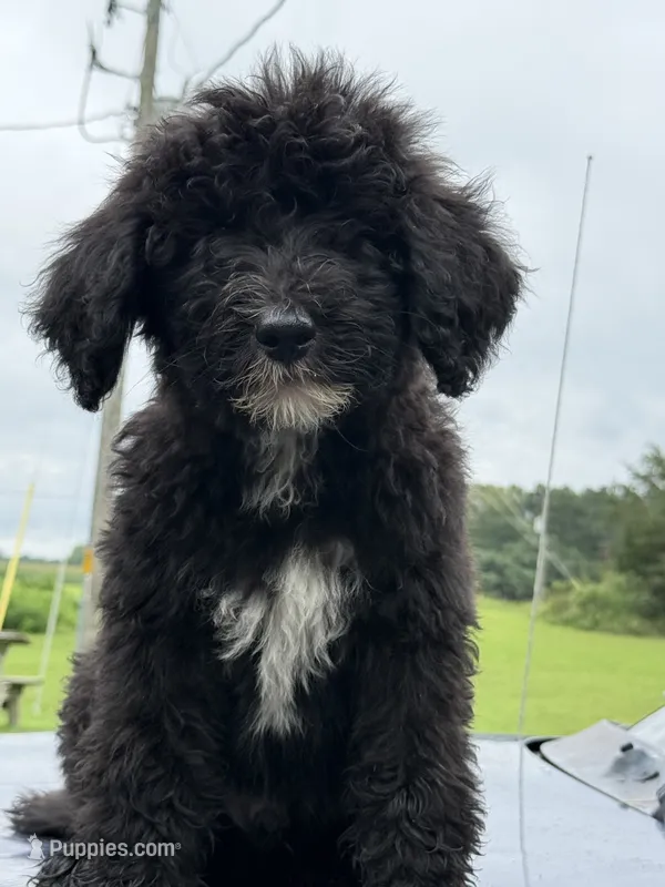 Duke – Sheepadoodle puppy for sale in Warsaw, VA