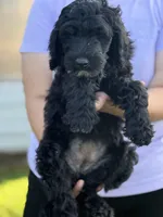 Rumi, a female Sheepadoodle for sale in Warsaw, VA – 2 of 2