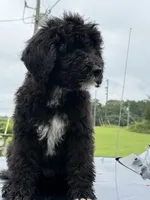 Duke, a male Sheepadoodle for sale in Warsaw, VA – 3 of 5