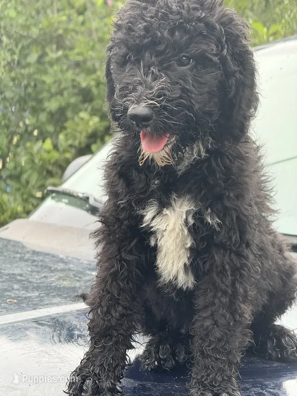 Arlo – Sheepadoodle puppy for sale in Warsaw, VA