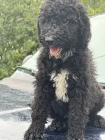 Arlo, a male Sheepadoodle for sale in Warsaw, VA – 1 of 3