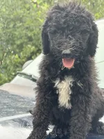 Arlo, a male Sheepadoodle for sale in Warsaw, VA – 2 of 3