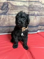 Louie, a male Sheepadoodle for sale in Warsaw, VA – 2 of 2