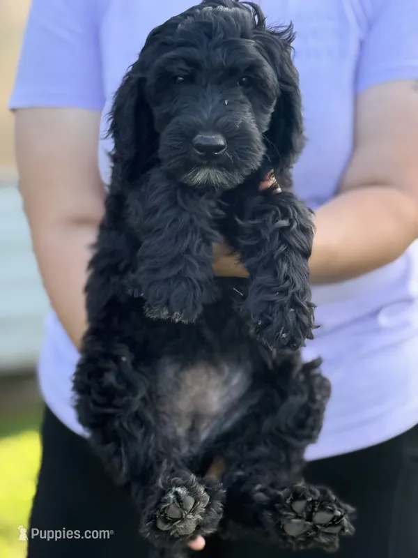 Rumi – Sheepadoodle puppy for sale in Warsaw, VA