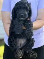 Rumi, a female Sheepadoodle for sale in Warsaw, VA – 1 of 2