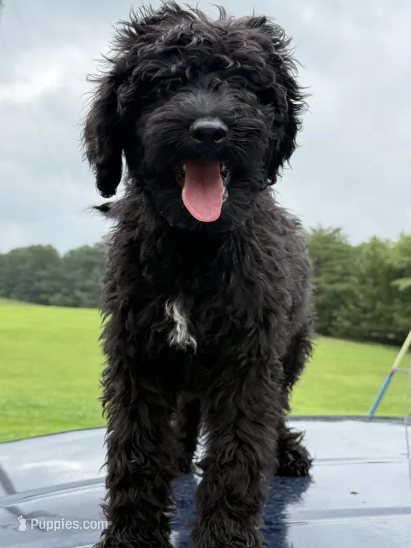Louie – Sheepadoodle puppy for sale in Warsaw, VA
