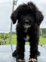 Duke, a male Sheepadoodle for sale in Warsaw, VA – 4 of 5