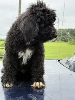 Duke, a male Sheepadoodle for sale in Warsaw, VA – 2 of 5