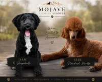 Duke, a male Sheepadoodle for sale in Warsaw, VA – 5 of 5