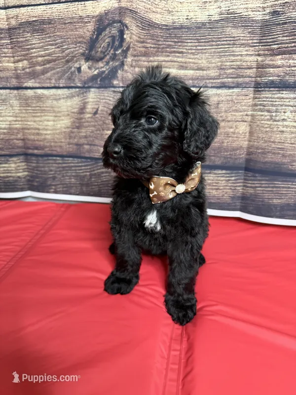 Louie – Sheepadoodle puppy for sale in Warsaw, VA