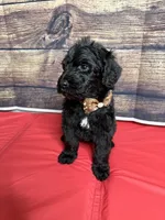 Louie, a male Sheepadoodle for sale in Warsaw, VA – 1 of 2