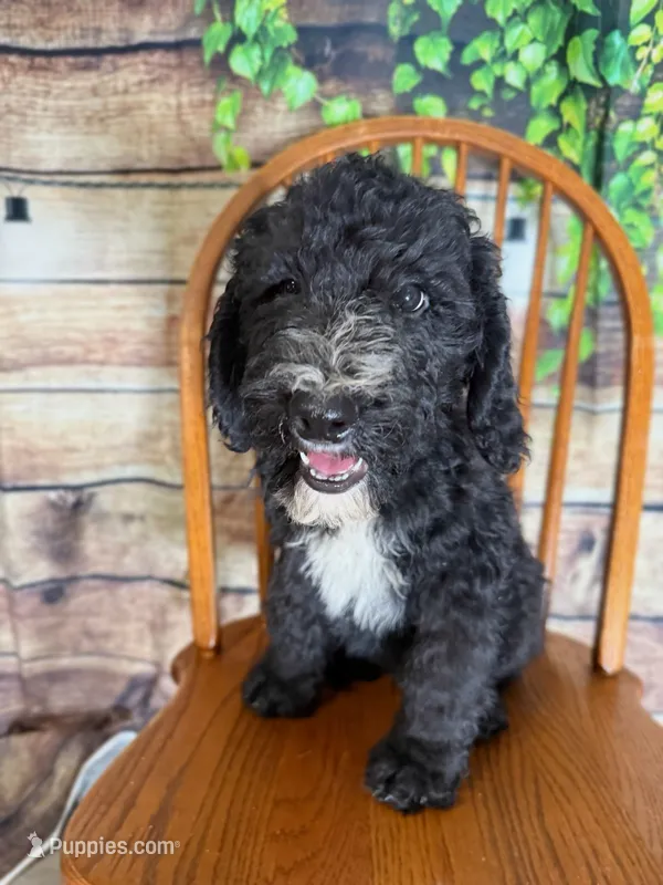 Arlo – Sheepadoodle puppy for sale in Warsaw, VA