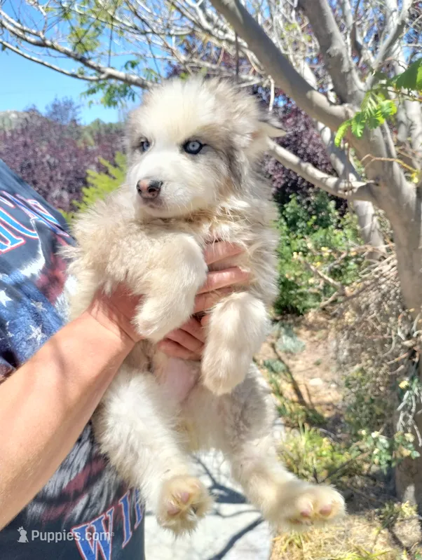 Woolly Boy 3 – Alaskan Malamute, Alaskan Husky puppy for sale in Aguanga, CA