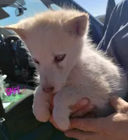 L. Red girl, a female Alaskan Malamute and Siberian Husky for sale in Aguanga, CA – Photo 2 of 3