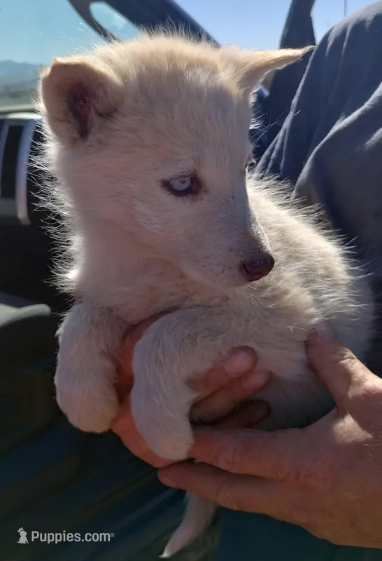 L. Red girl – Alaskan Malamute, Siberian Husky puppy for sale in Aguanga, CA