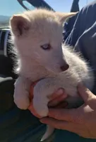 L. Red girl, a female Alaskan Malamute and Siberian Husky for sale in Aguanga, CA – Photo 1 of 3