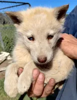 L. Red girl, a female Alaskan Malamute and Siberian Husky for sale in Aguanga, CA – Photo 3 of 3