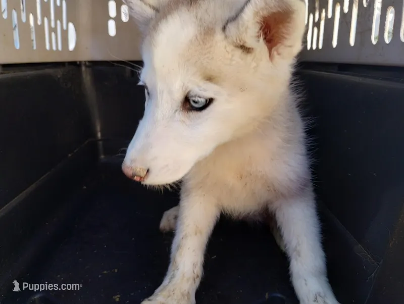 L. Red girl – Alaskan Malamute, Siberian Husky puppy for sale in Aguanga, CA