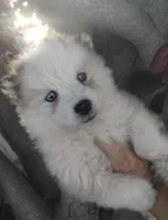 Woolly girl 3, a female Alaskan Malamute and Siberian Husky for sale in Aguanga, CA – 2 of 4
