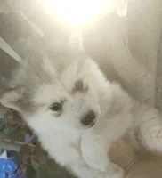 Woolly girl 1 , a female Alaskan Malamute and Siberian Husky for sale in Aguanga, CA – 2 of 5