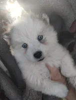 Woolly girl 3, a female Alaskan Malamute and Siberian Husky for sale in Aguanga, CA – 3 of 4