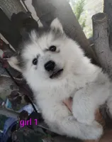 Woolly girl 1 , a female Alaskan Malamute and Siberian Husky for sale in Aguanga, CA – 3 of 5