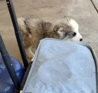 Woolly Boy 3, a male Alaskan Malamute and Alaskan Husky for sale in Aguanga, CA – 2 of 6