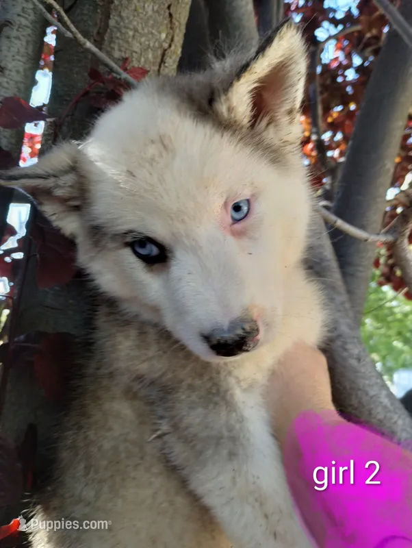 Girl 2 – Alaskan Malamute, Alaskan Husky puppy for sale in Aguanga, CA