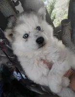 Woolly girl 2 , a female Alaskan Malamute and Siberian Husky for sale in Aguanga, CA – 4 of 5