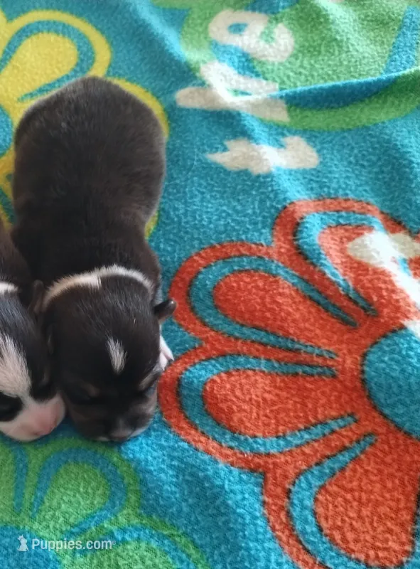 Boy 2 – Pembroke Welsh Corgi puppy for sale in Aguanga, CA