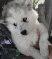 Woolly girl 2 , a female Alaskan Malamute and Siberian Husky for sale in Aguanga, CA – 2 of 5