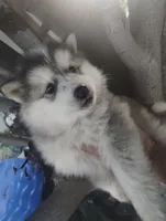 Woolly girl 4, a female Alaskan Malamute and Siberian Husky for sale in Aguanga, CA – 4 of 4