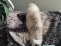 Woolly girl 3, a female Alaskan Malamute and Siberian Husky for sale in Aguanga, CA – 2 of 4