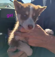 D. Red girl, a female Alaskan Malamute and Siberian Husky for sale in Aguanga, CA – Photo 3 of 3