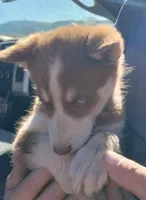 D. Red girl, a female Alaskan Malamute and Siberian Husky for sale in Aguanga, CA – Photo 2 of 3