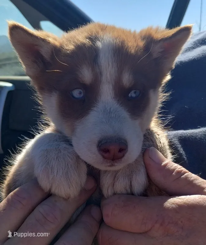 D. Red girl – Alaskan Malamute, Siberian Husky puppy for sale in Aguanga, CA