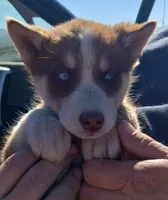 D. Red girl, a female Alaskan Malamute and Siberian Husky for sale in Aguanga, CA – Photo 1 of 3
