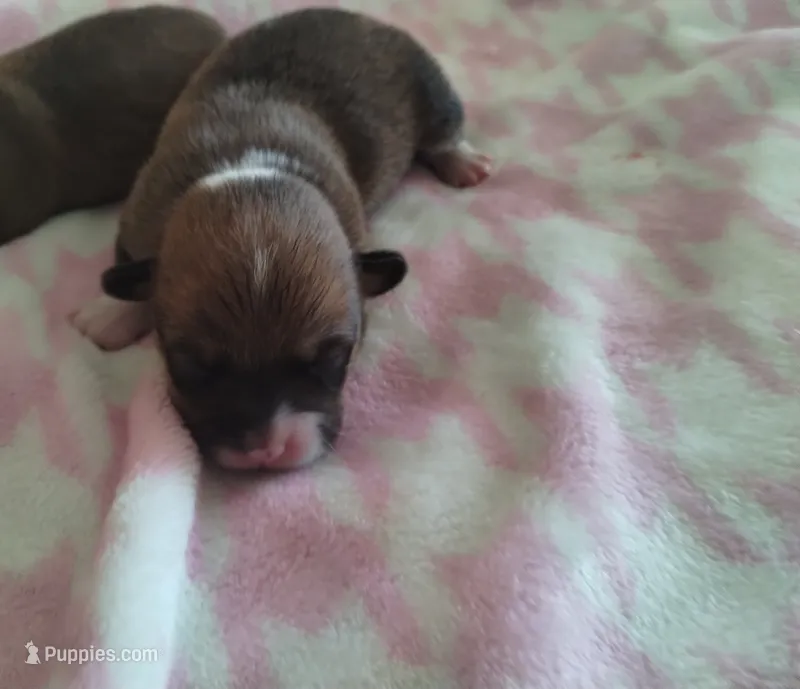 Girl 2 – Pembroke Welsh Corgi puppy for sale in Aguanga, CA