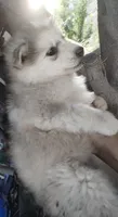 Woolly girl 1 , a female Alaskan Malamute and Siberian Husky for sale in Aguanga, CA – 5 of 5