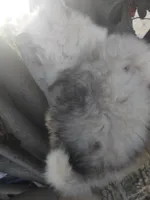 Woolly girl 3, a female Alaskan Malamute and Siberian Husky for sale in Aguanga, CA – 4 of 4