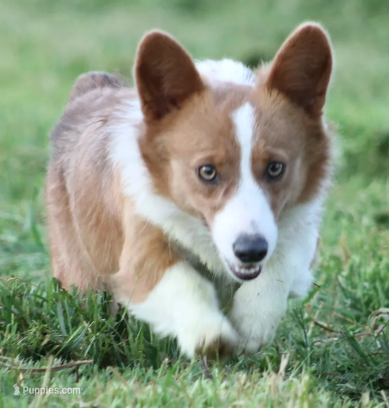 Louie – Pembroke Welsh Corgi puppy for sale in Aguanga, CA