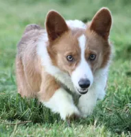 Louie, a male Pembroke Welsh Corgi for sale in Aguanga, CA – 1 of 1