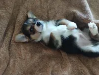 Boy 2, a male Pembroke Welsh Corgi for sale in Aguanga, CA – Photo 3 of 4