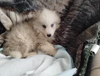 Woolly girl 3, a female Alaskan Malamute and Siberian Husky for sale in Aguanga, CA – 3 of 4