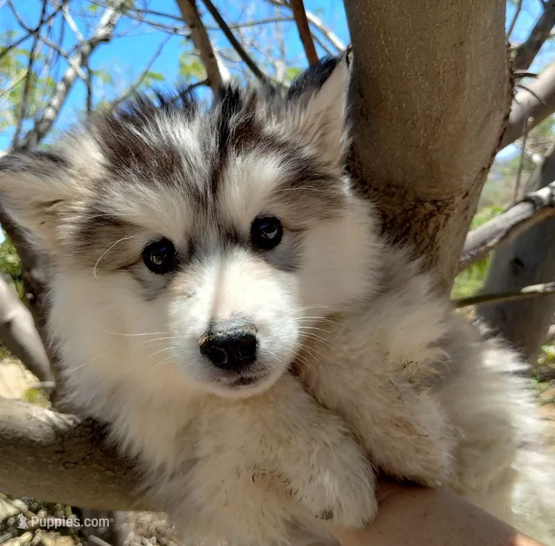 Woolly girl 4 – Alaskan Malamute, Siberian Husky puppy for sale in Aguanga, CA