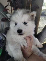 Woolly boy 1 , a male Alaskan Malamute and Siberian Husky for sale in Aguanga, CA – 6 of 6