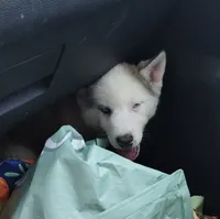 Girl 5, a female Alaskan Malamute and Alaskan Husky for sale in Aguanga, CA – 4 of 6